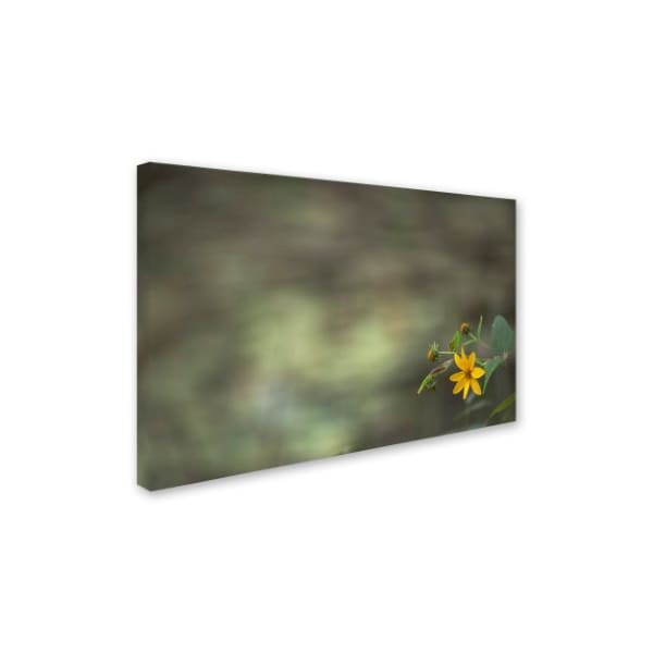 Kurt Shaffer 'Yellow Daisy Abstract' Canvas Art,12x19